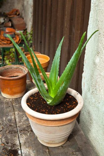 10 Mind Blowing Benefits of Aloe Vera Gel for Hair