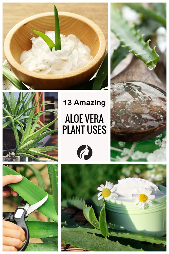 13 Amazing Aloe Vera Plant Uses