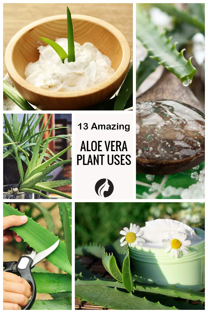 13 Amazing Aloe Vera Plant Uses 4490