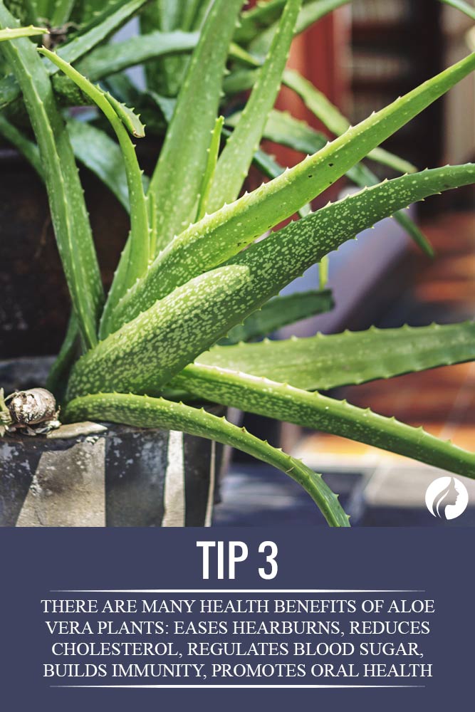 13 Amazing Aloe Vera Plant Uses