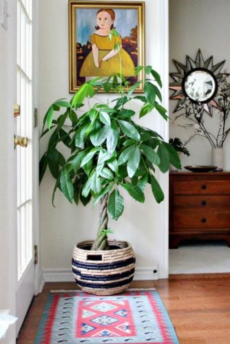 18 Best Air Purifying House Plants