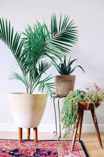 18 Best Air Purifying House Plants