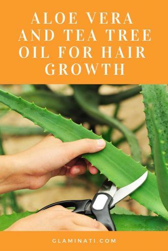 Aloe Vera And Tea Tree Oil For Hair Growth #aloevera #healthremedies