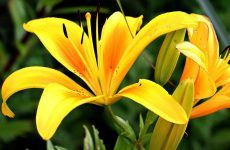 List Of The Most Beautiful Yellow Flowers: How Many Do You Know?