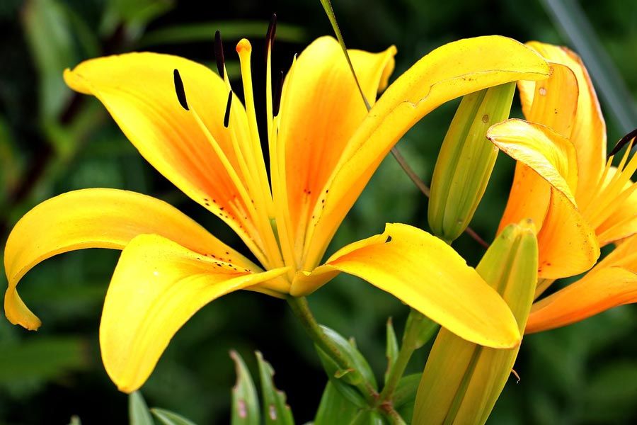 List Of The Most Beautiful Yellow Flowers: How Many Do You Know?