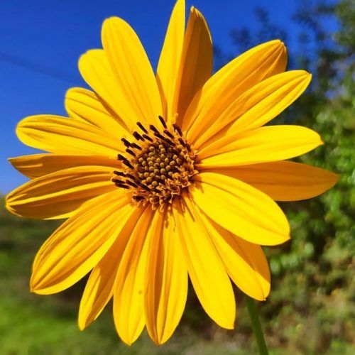 Yellow Compass Flower #compassflower #gardenflower