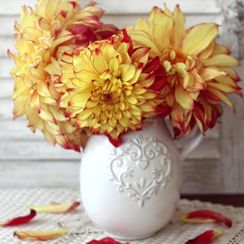 Beautiful Flowers Of Dahlia picture 3