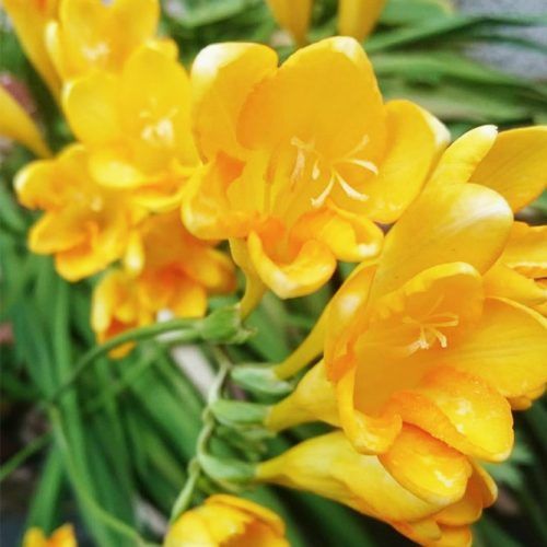 Yellow Freesia Flower #freesia #plant