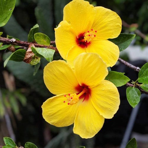 Yellow Hibiscus #hibiscus #hawaiianflower