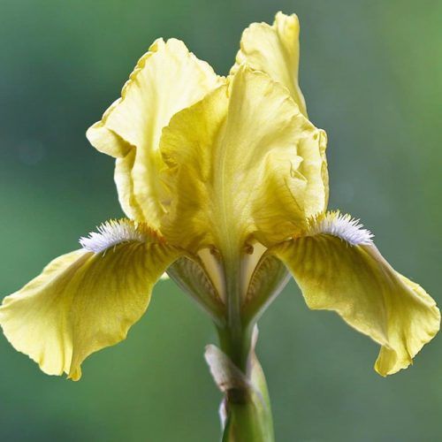 Iris Flower #iris #passionflower