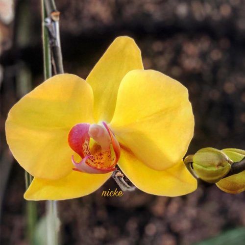 Yellow Orchids #orchids #yelloworchid