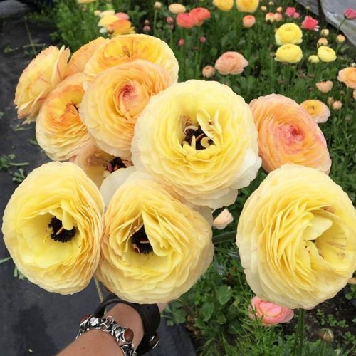 Lovely Ranunculus For Sweetest Bouquets picture 1