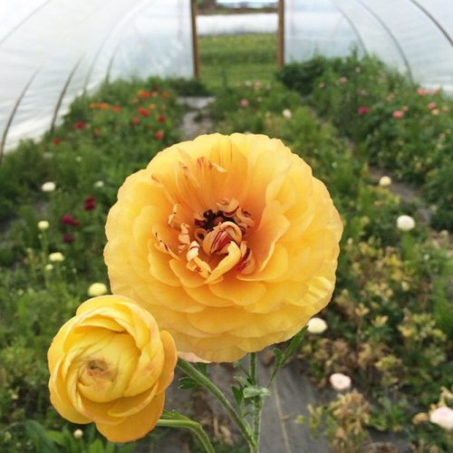 Lovely Ranunculus For Sweetest Bouquets picture 3