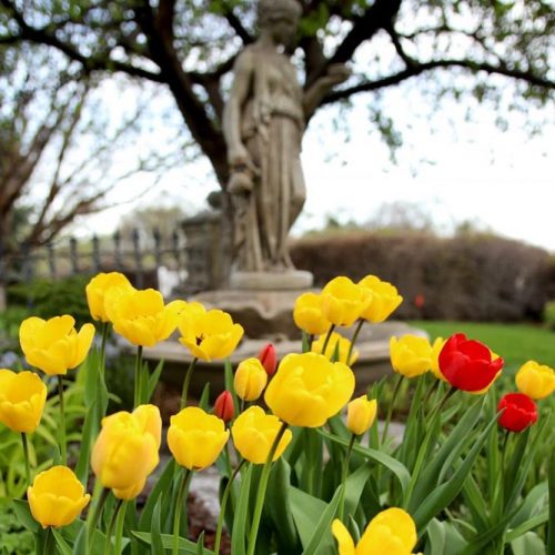 Tulip One Of The Earliest Spring Flowers #tulips #yellowtulips #nature