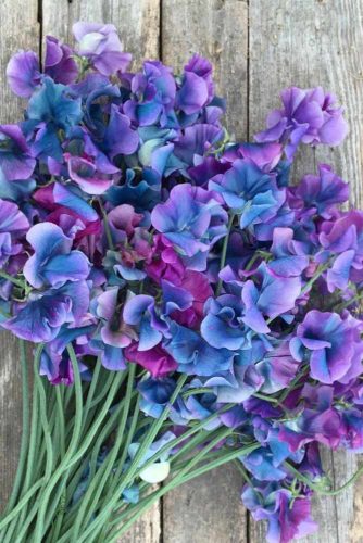 Delicate Petals Of Sweet Pea