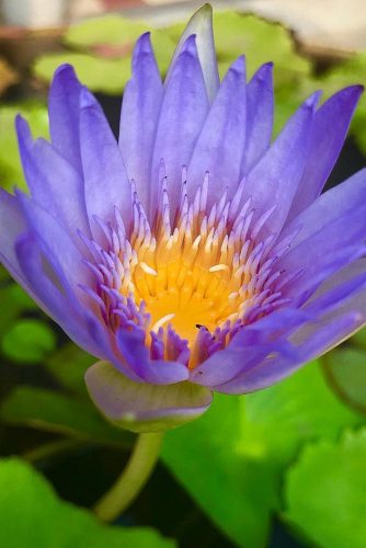 Fantastic Water Lilies