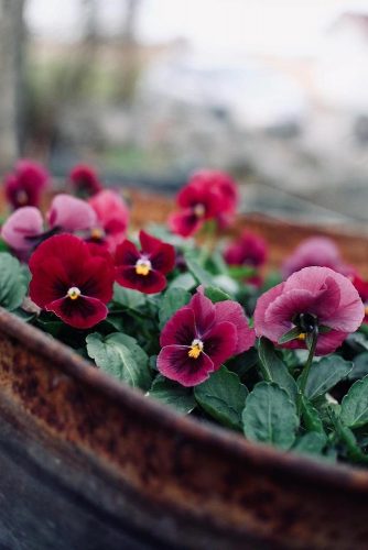 Fragile Pansies #pansies #burgundyflowers #indoorflowers