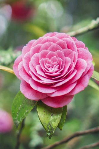 Perfect Beauty Of Camellia #camellia #pinkflowers #garden #nature