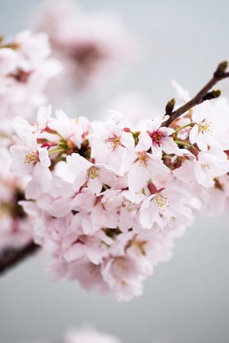 Stealing Beauty Of Cherry Blossom