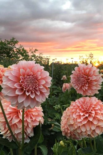 Stunning Dahlia Flowers