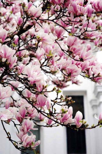 Breath Taken Magnolia Blossom