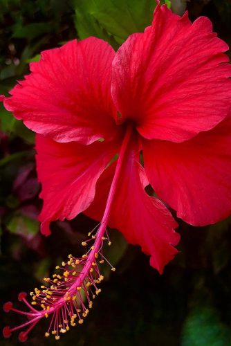 Red Passion Of Hibiscus