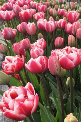 Gorgeous Pink And Red Tulips