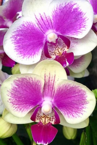 Exotic Orchid