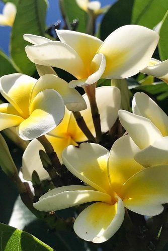 Sweetest Plumeria Bloom