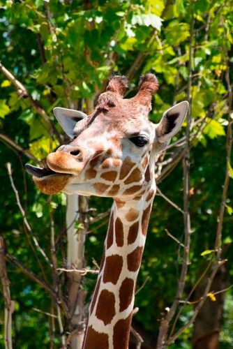 Have Fun In St. Louises Zoo #zoo #giraffe