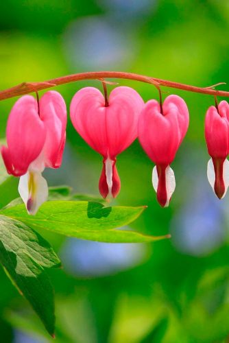 Lovely Bleeding Heart #gardenflowers #pinkflowers