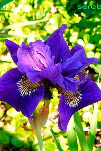 Noble And Majestic Iris #gardenflowers