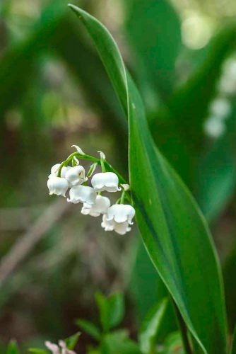 Delicate Lily Of The Valley #springflowers