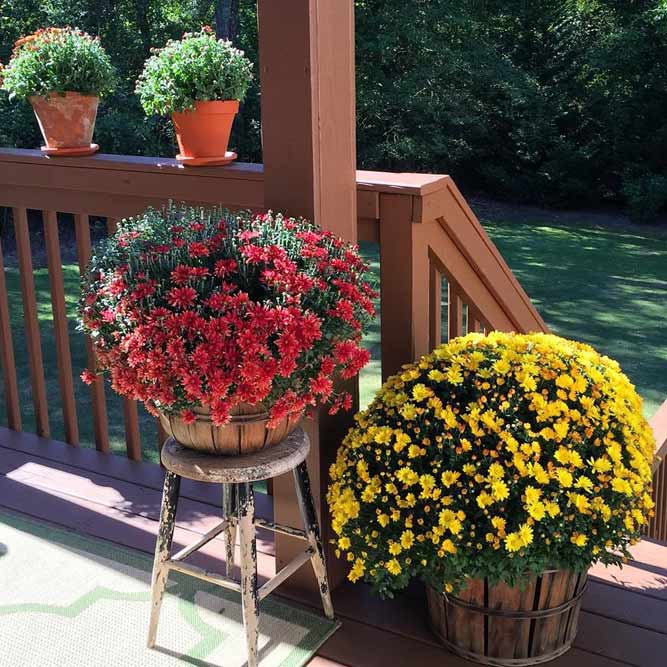 Rustic Pots With Mums For Front Porch Decor #rusticpots #mums