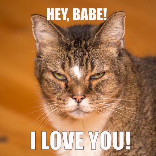 18 Super Cute I Love You Meme Pictures