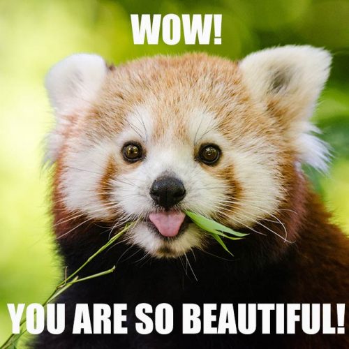 You are so beautiful! #funnymemes #lovememes #funnypicture