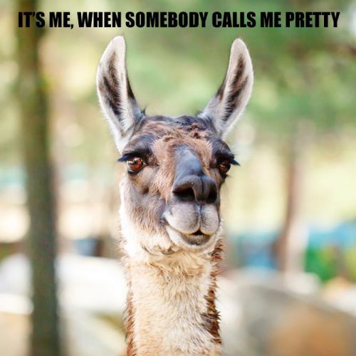 Me, when somebody calls me pretty #funnymemes #lovememes #funnypicture