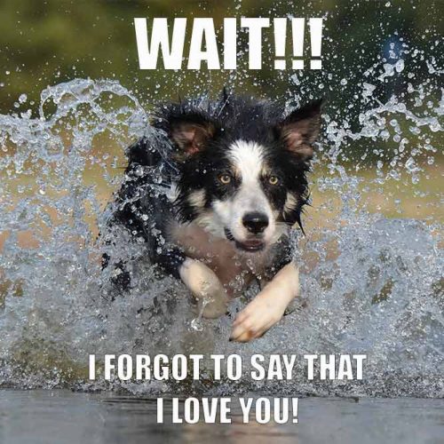 Wait! I forgot to say that I love You! #funnymemes #lovememes #funnypicture