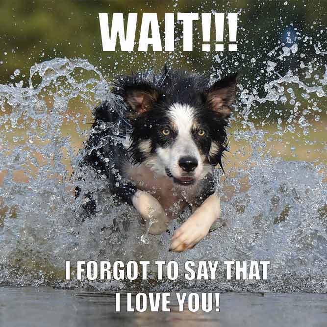 18 Super Cute I Love You Meme Pictures