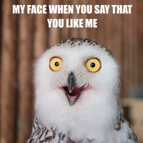 My face when you say that you like me. #funnymemes #lovememes #funnypicture