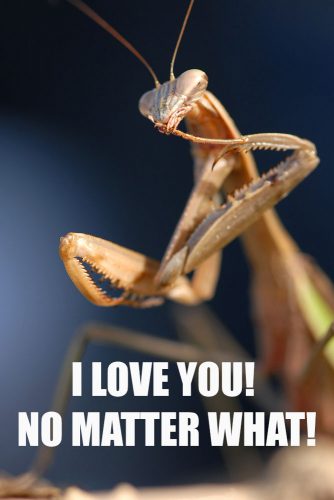 I love you! No matter what! #funnymemes #lovememes #funnypicture