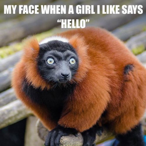 My face when a girl I like says Hello #funnymemes #lovememes #funnypicture