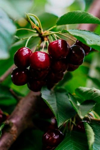 Black Cherry Helps Post-Workout Recovery #beautytips #healthandbeauty