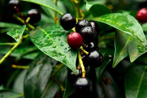 Black Cherry And Its Impact On Your Health
