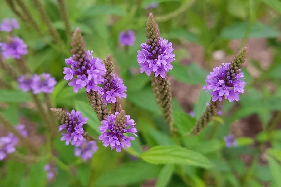 Vervain Is A Plant With Many Mysteries To It