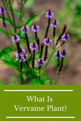 What Is Vervaine Plant? #herbal #healthylife