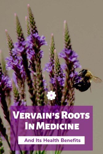 Vervain’s Roots In Medicine #herbal #healthylife
