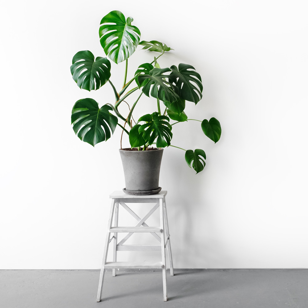 Wood Small Ladder Plant Stand