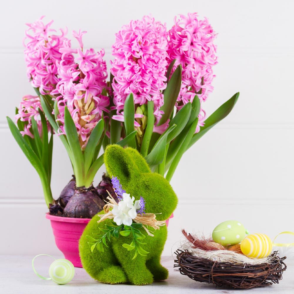 Hyacinth Flowers Decor