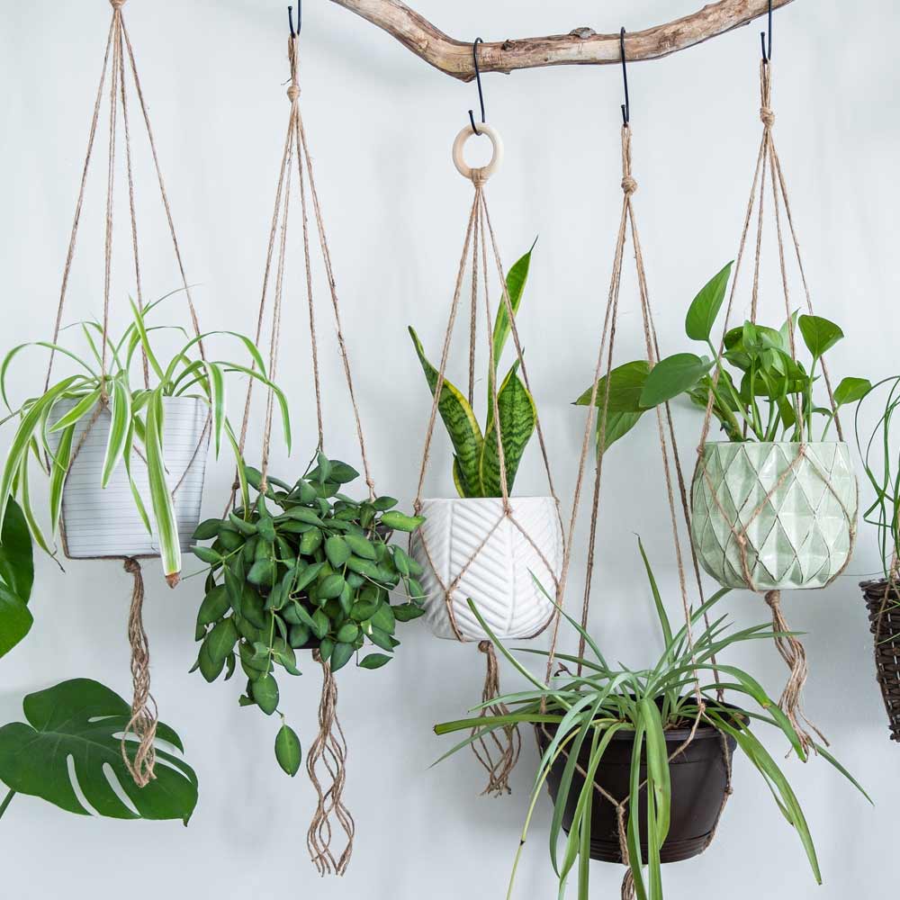 Plants In Pots Housewarming Gift